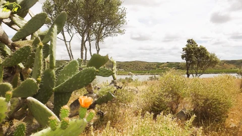 Terreno Agricola ou Rústico para Venda em Castro Marim