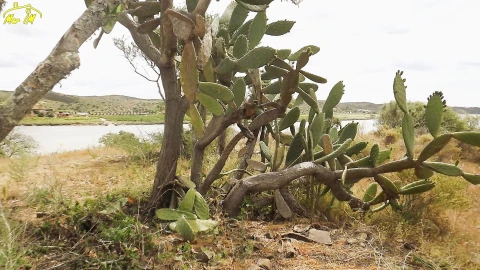 Terreno Agricola ou Rústico para Venda em Castro Marim