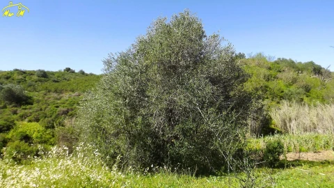 Terreno Agricola ou Rústico para Venda em Castro Marim