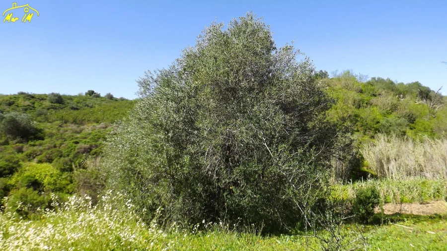 Terreno Agricola ou Rústico para Venda em Castro Marim Foto 14