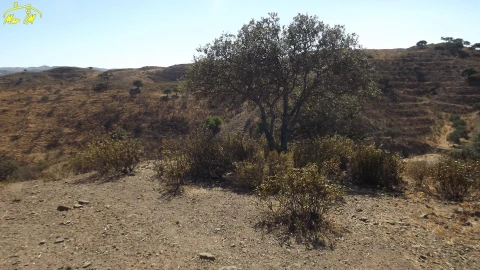 Terreno Agricola ou Rústico para Venda em Castro Marim