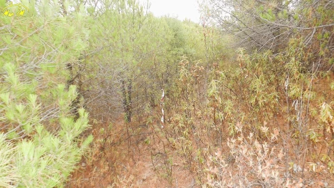 Terreno Agricola ou Rústico para Venda em Castro Marim