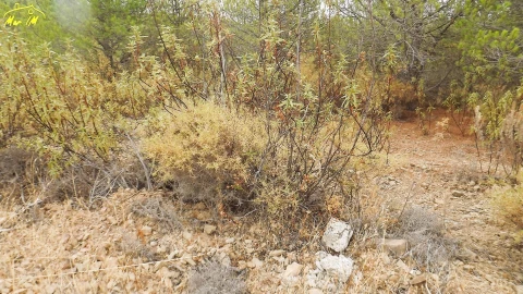 Terreno Agricola ou Rústico para Venda em Castro Marim