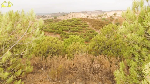 Terreno Agricola ou Rústico para Venda em Castro Marim