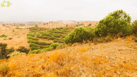 Terreno Agricola ou Rústico para Venda em Castro Marim