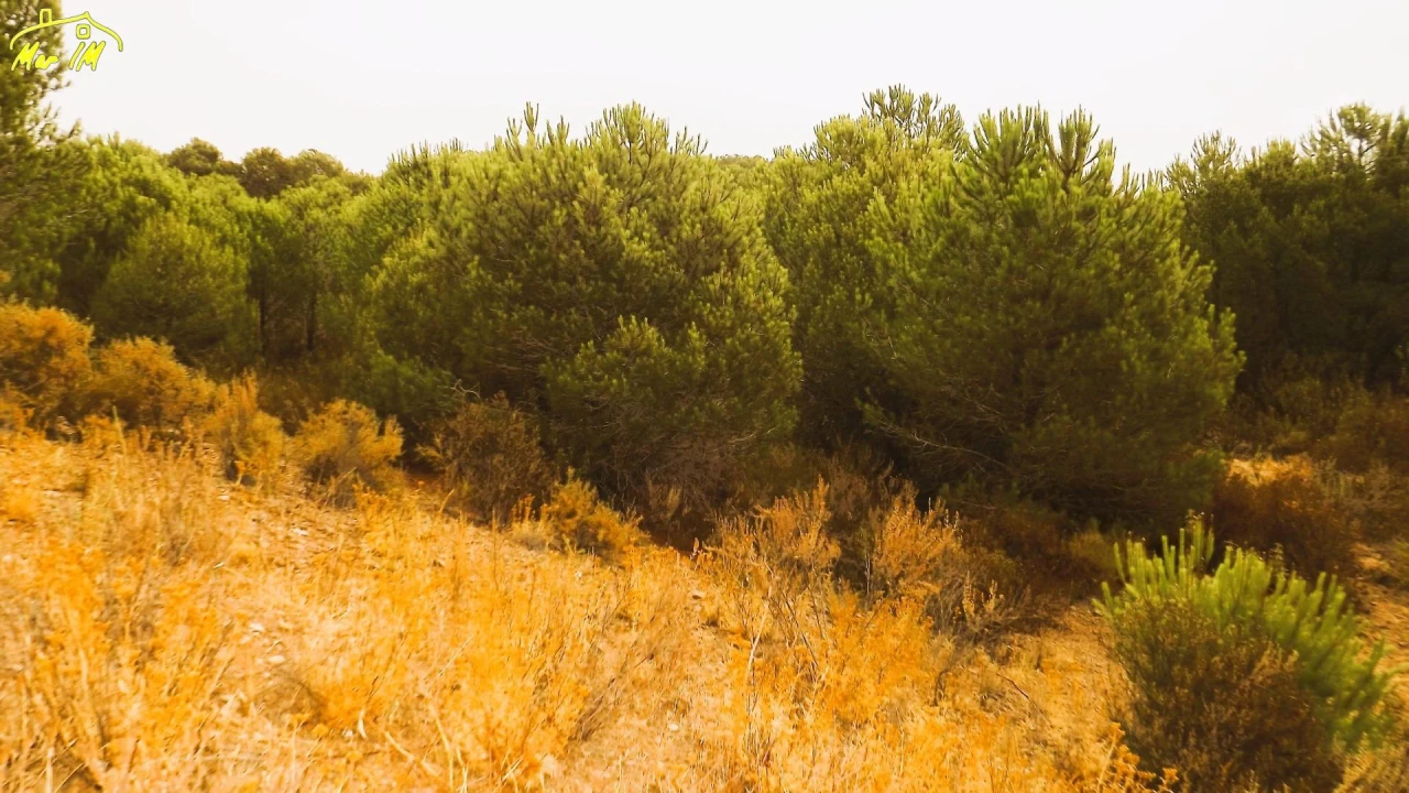 Terreno Agricola ou Rústico para Venda em Castro Marim Foto 14