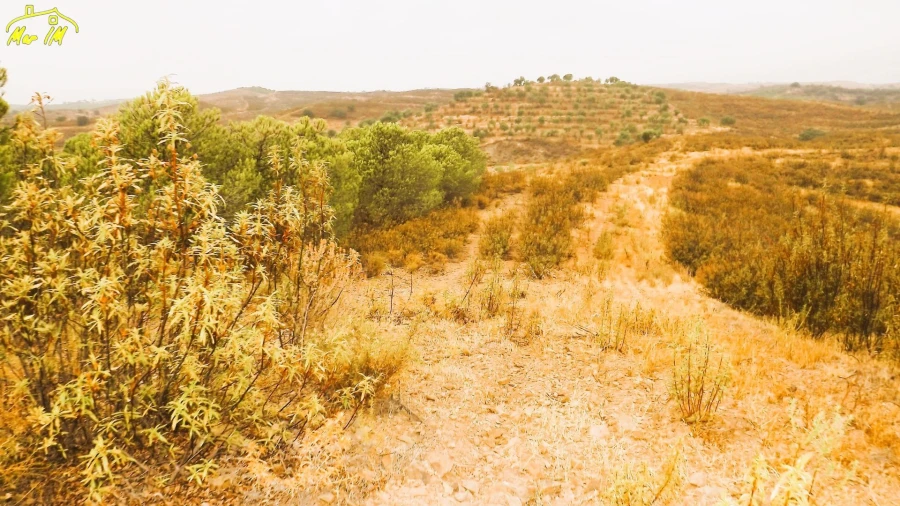 Terreno Agricola ou Rústico para Venda em Castro Marim Foto 3