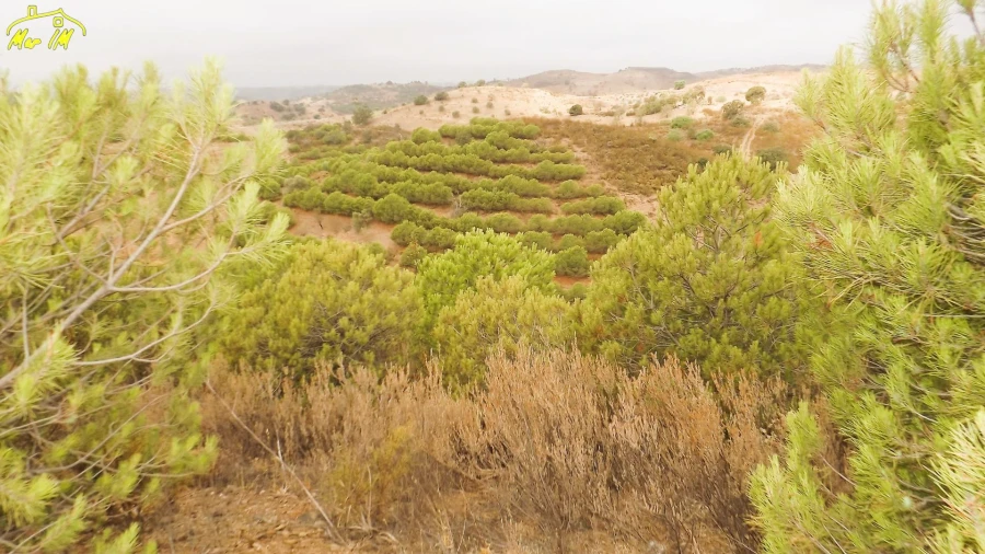 Terreno Agricola ou Rústico para Venda em Castro Marim Foto 43