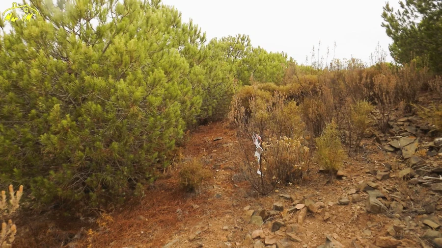 Terreno Agricola ou Rústico para Venda em Castro Marim Foto 44