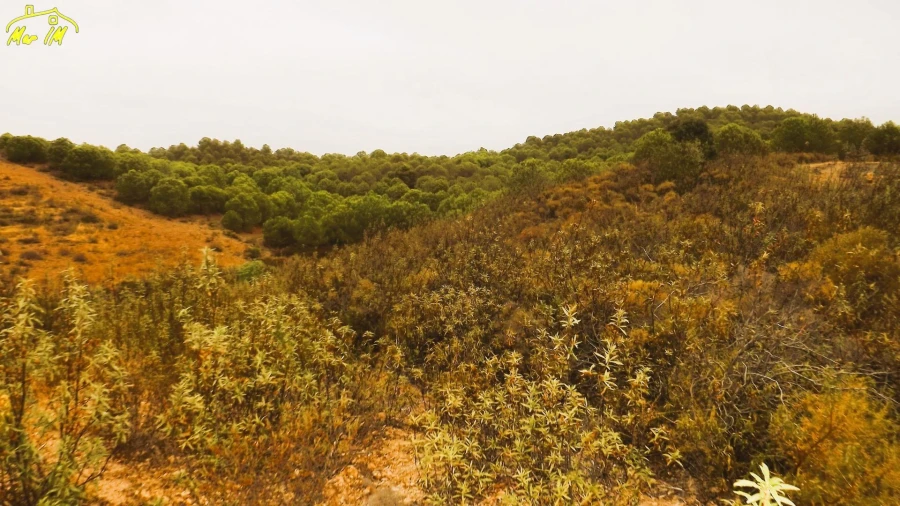 Terreno Agricola ou Rústico para Venda em Castro Marim Foto 5