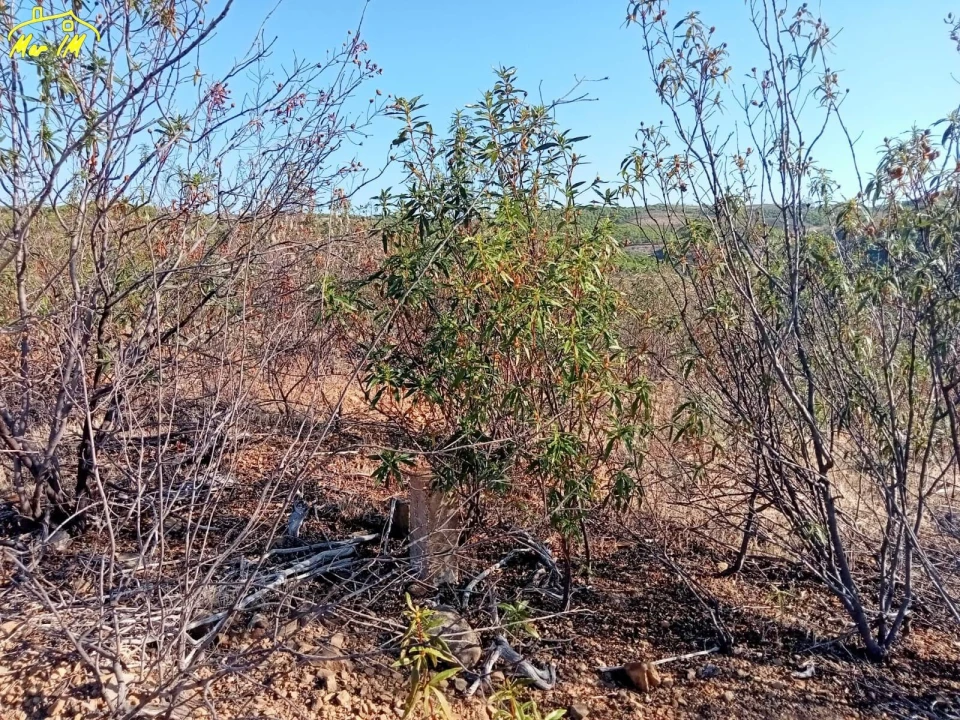 Terreno Agricola ou Rústico para Venda em Castro Marim Foto 15