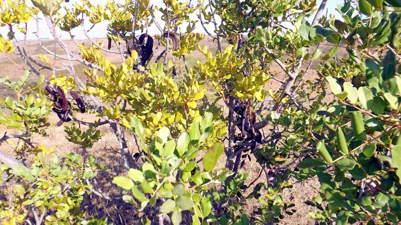 Terreno Agricola ou Rústico para Venda em Vila Real de Santo Antonio Foto 32