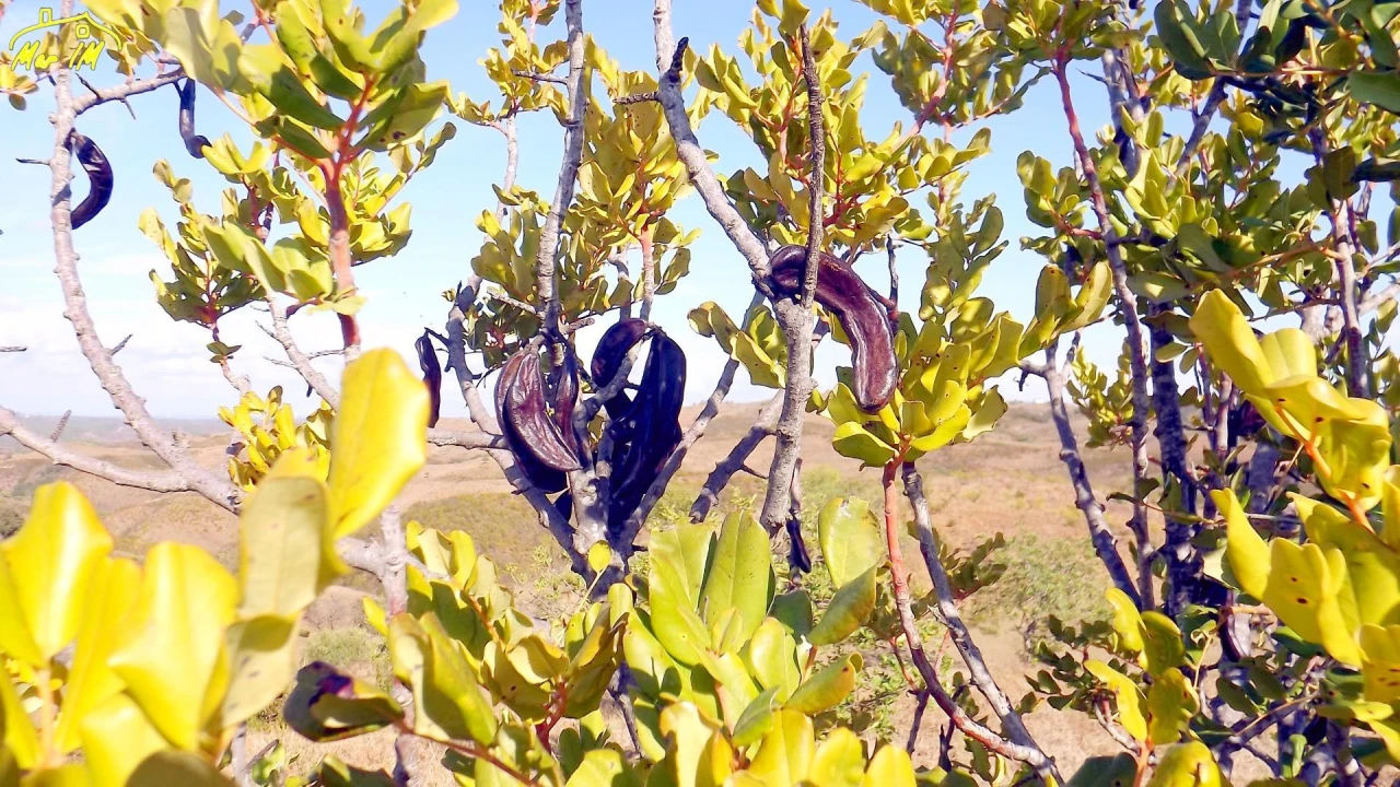 Terreno Agricola ou Rústico para Venda em Vila Real de Santo Antonio Foto 33