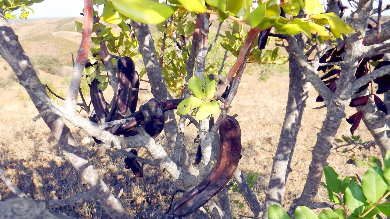 Terreno Agricola ou Rústico para Venda em Vila Real de Santo Antonio Foto 34