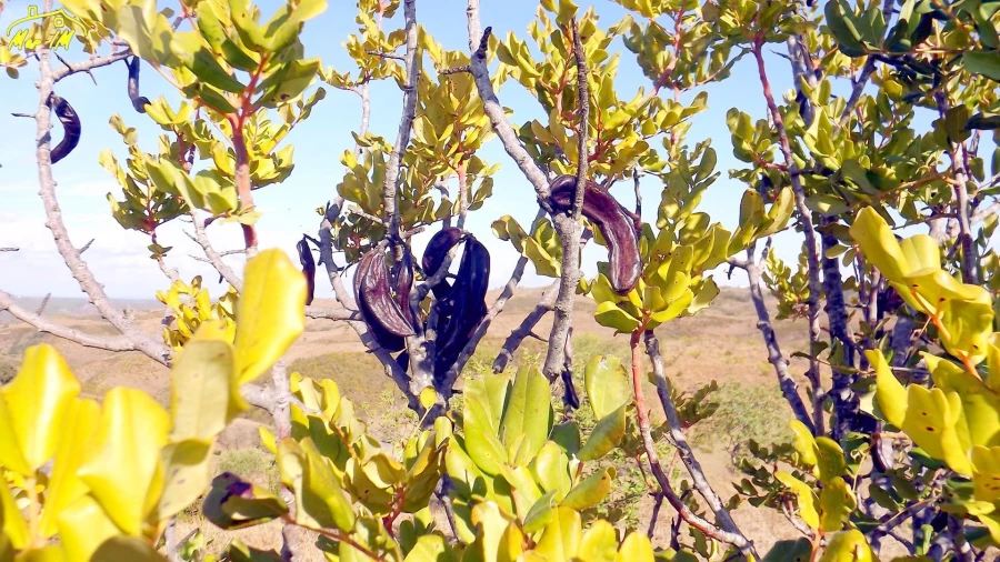 Terreno Agricola ou Rústico para Venda em Vila Real de Santo Antonio Foto 33