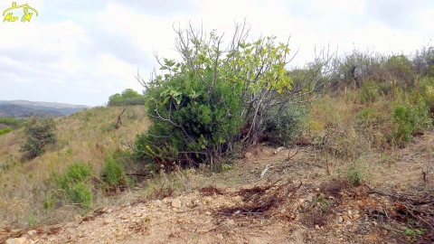 Terreno Agricola ou Rústico para Venda em Castro Marim
