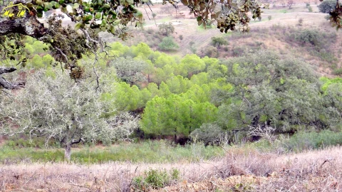 Terreno Agricola ou Rústico para Venda em Castro Marim