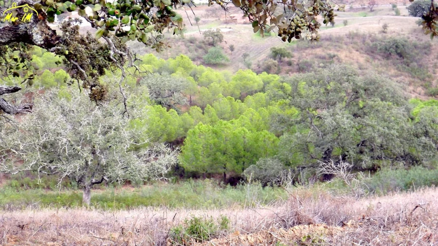 Terreno Agricola ou Rústico para Venda em Castro Marim Foto 14