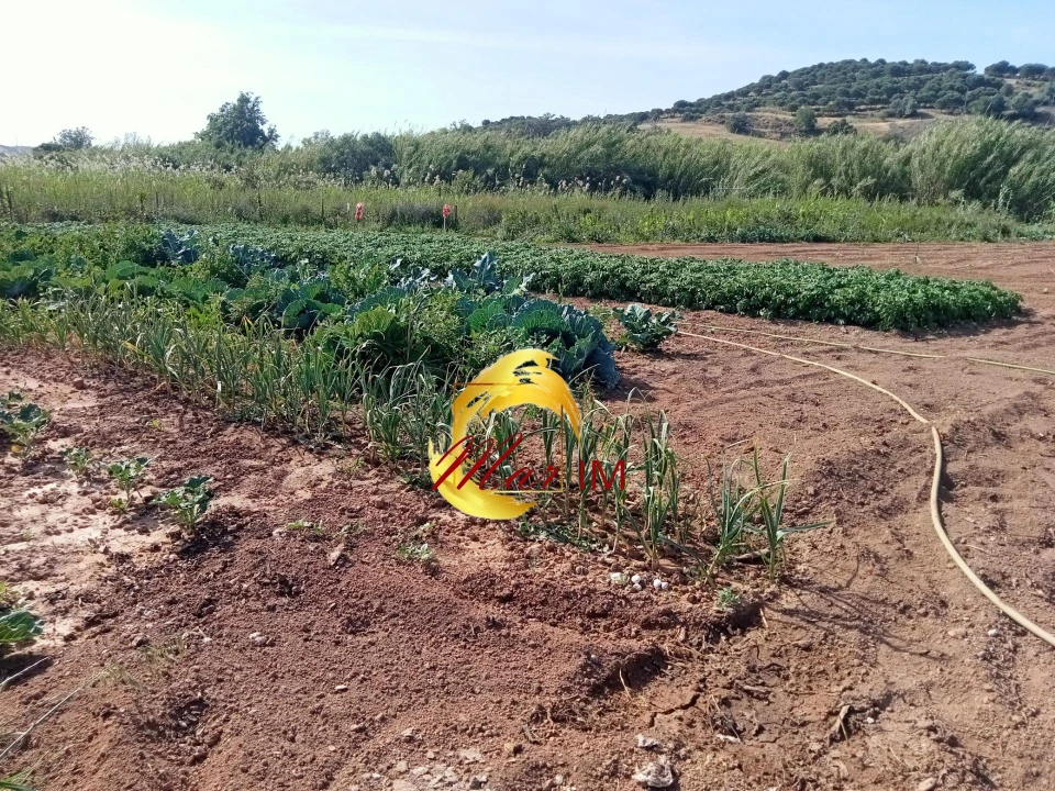 Terreno Agricola ou Rústico para Venda em Castro Marim Foto 10