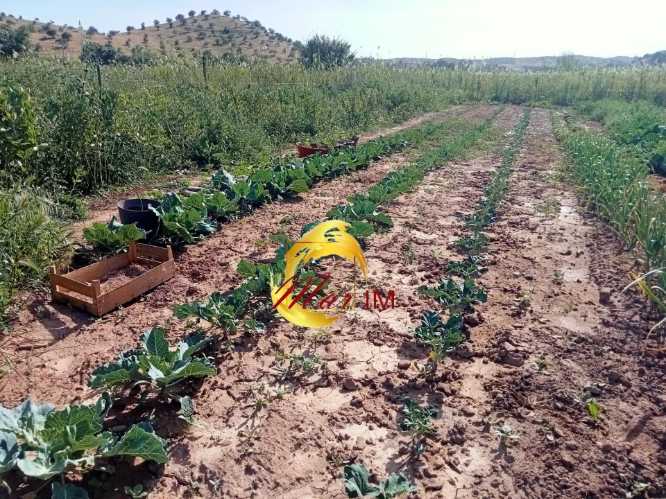 Terreno Agricola ou Rústico para Venda em Castro Marim Foto 11