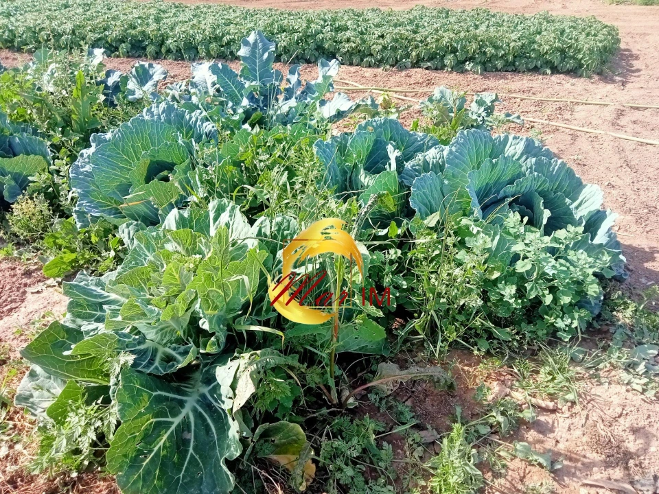 Terreno Agricola ou Rústico para Venda em Castro Marim Foto 12