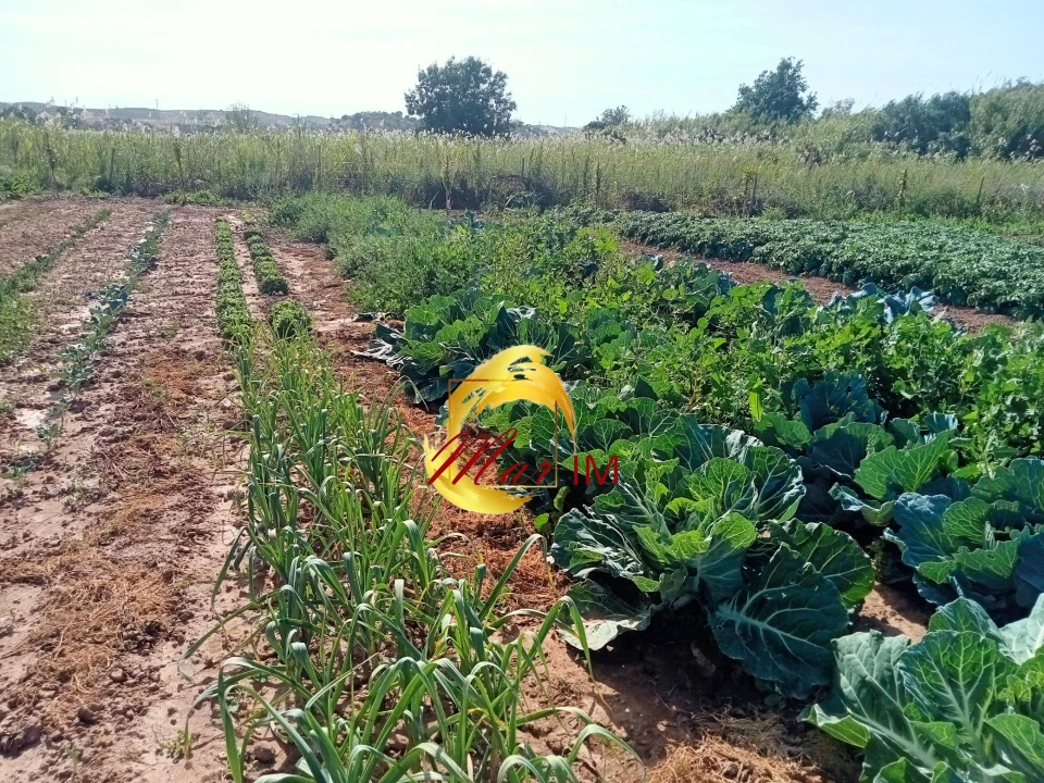 Terreno Agricola ou Rústico para Venda em Castro Marim Foto 13