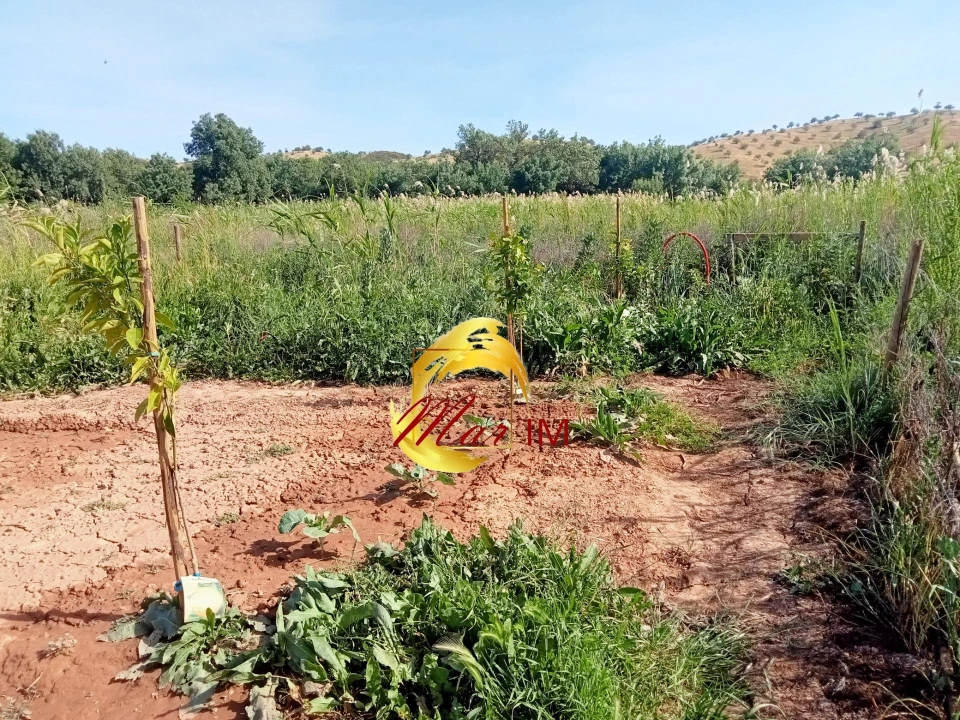 Terreno Agricola ou Rústico para Venda em Castro Marim Foto 14