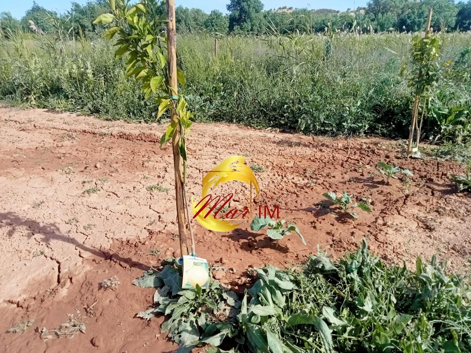 Terreno Agricola ou Rústico para Venda em Castro Marim Foto 15