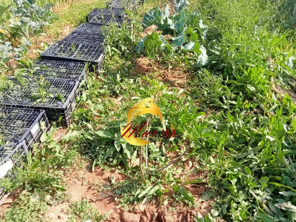 Terreno Agricola ou Rústico para Venda em Castro Marim Foto 19