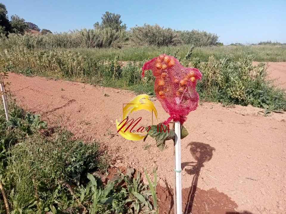 Terreno Agricola ou Rústico para Venda em Castro Marim Foto 24