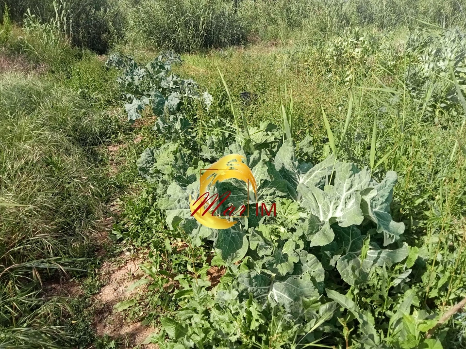 Terreno Agricola ou Rústico para Venda em Castro Marim Foto 29