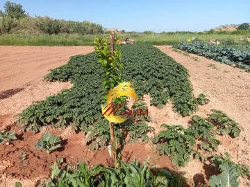 Terreno Agricola ou Rústico para Venda em Castro Marim