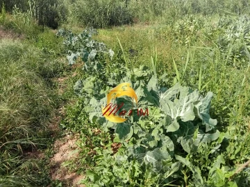 Terreno Agricola ou Rústico para Venda em Castro Marim