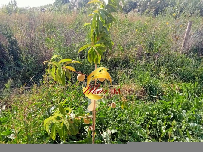 Terreno Agricola ou Rústico para Venda em Castro Marim Foto 26