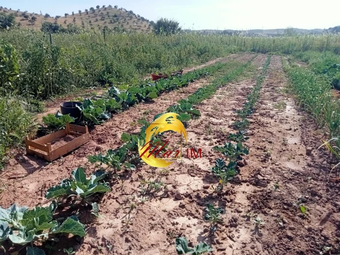 Terreno Agricola ou Rústico para Venda em Castro Marim Foto 11