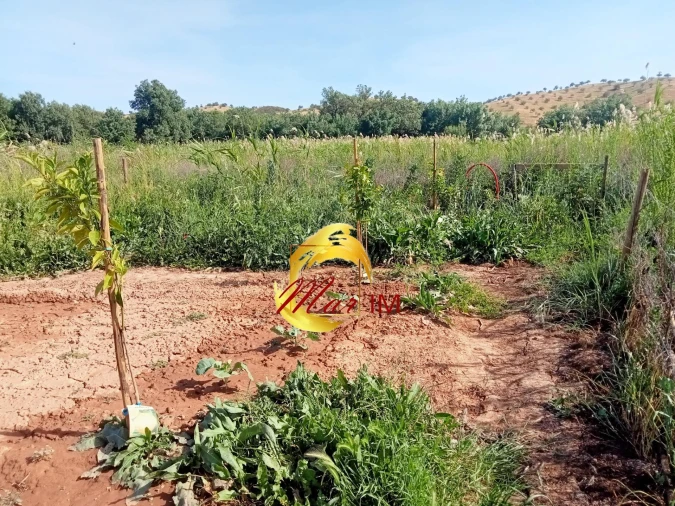 Terreno Agricola ou Rústico para Venda em Castro Marim Foto 14