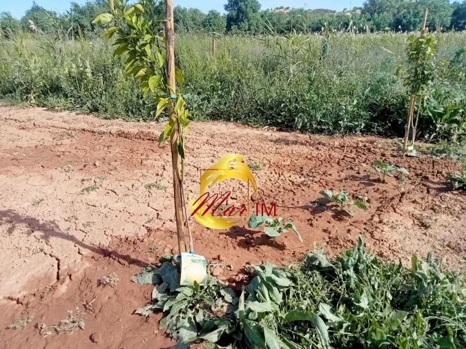 Terreno Agricola ou Rústico para Venda em Castro Marim Foto 15