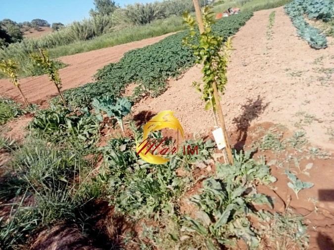 Terreno Agricola ou Rústico para Venda em Castro Marim Foto 17