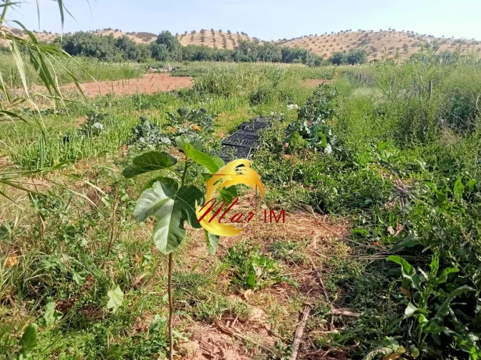 Terreno Agricola ou Rústico para Venda em Castro Marim Foto 18