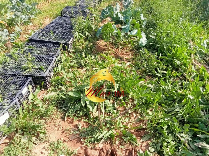 Terreno Agricola ou Rústico para Venda em Castro Marim Foto 19