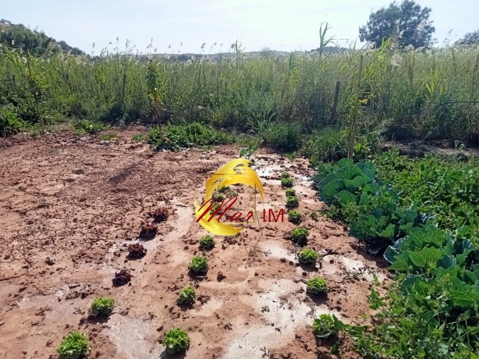 Terreno Agricola ou Rústico para Venda em Castro Marim Foto 2