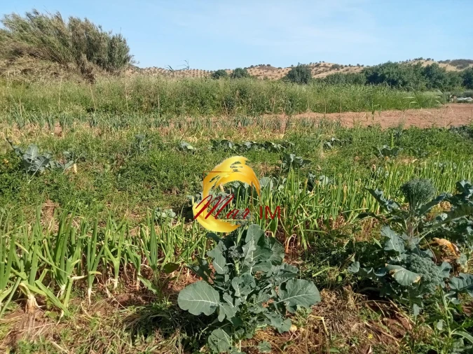 Terreno Agricola ou Rústico para Venda em Castro Marim Foto 20