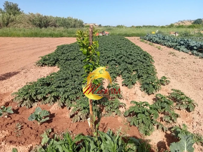Terreno Agricola ou Rústico para Venda em Castro Marim Foto 21