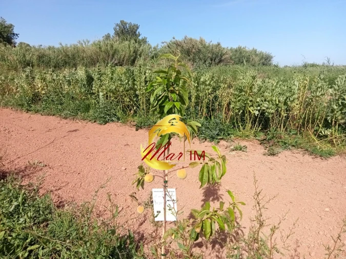 Terreno Agricola ou Rústico para Venda em Castro Marim Foto 26