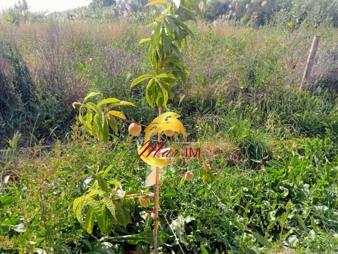 Terreno Agricola ou Rústico para Venda em Castro Marim Foto 27