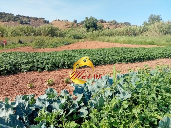 Terreno Agricola ou Rústico para Venda em Castro Marim Foto 3
