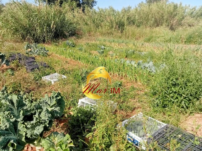Terreno Agricola ou Rústico para Venda em Castro Marim Foto 30