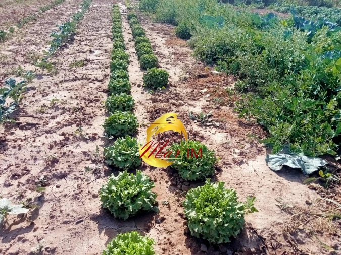 Terreno Agricola ou Rústico para Venda em Castro Marim Foto 4