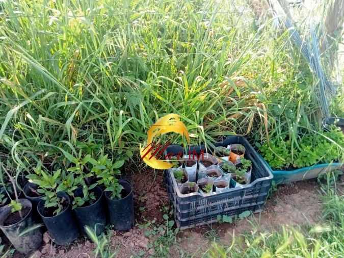 Terreno Agricola ou Rústico para Venda em Castro Marim Foto 7