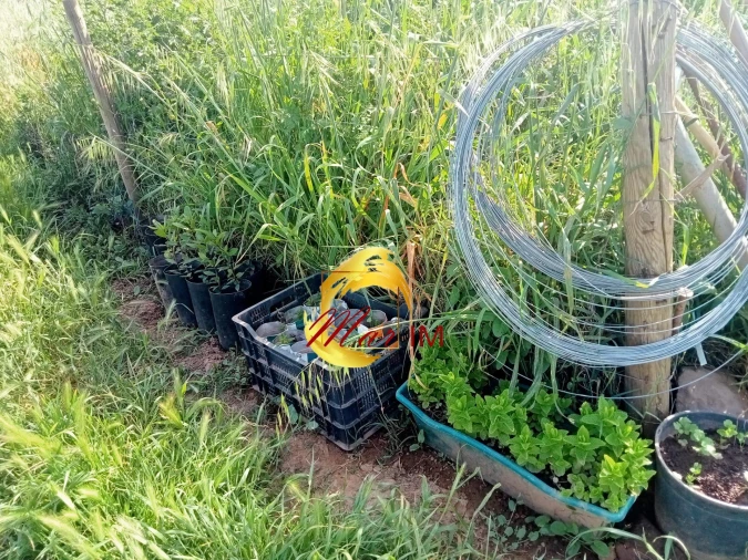 Terreno Agricola ou Rústico para Venda em Castro Marim Foto 8